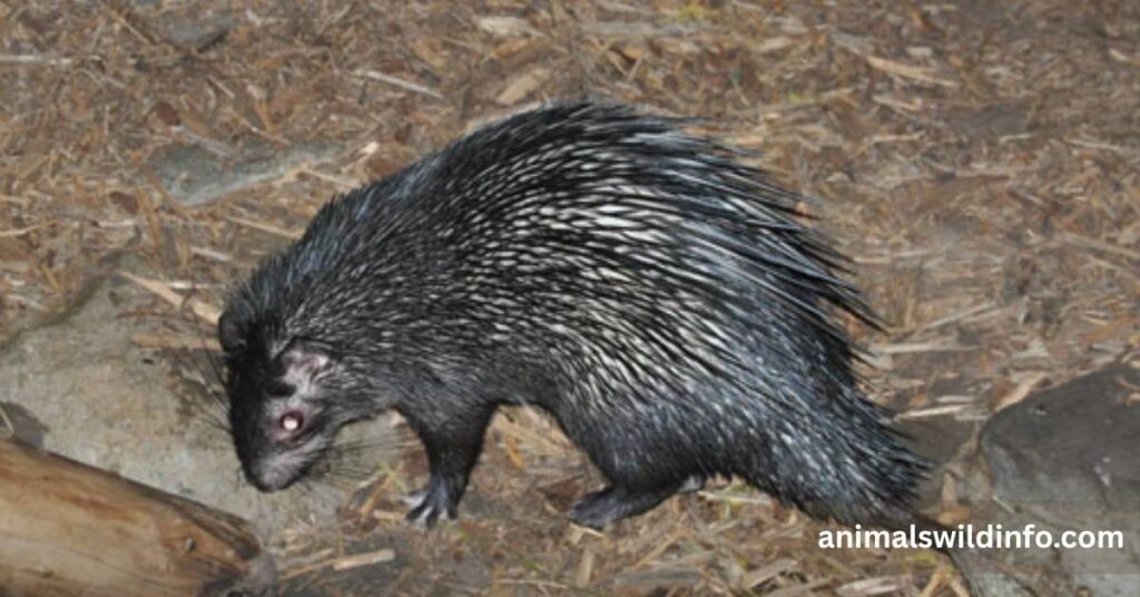 African Brush-tailed Porcupine