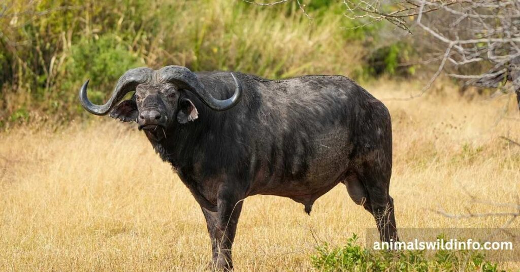 African Buffalo