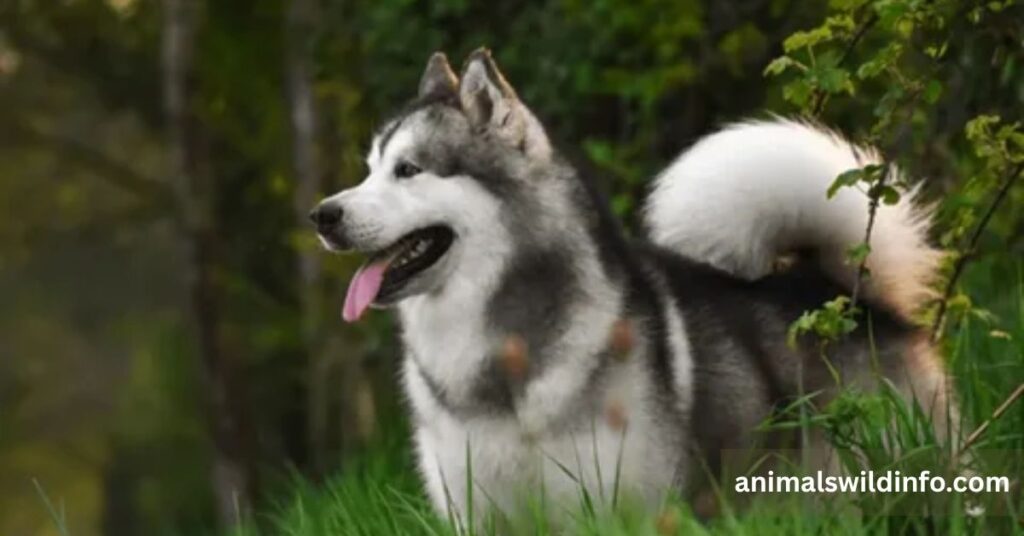 Alaskan Malamute