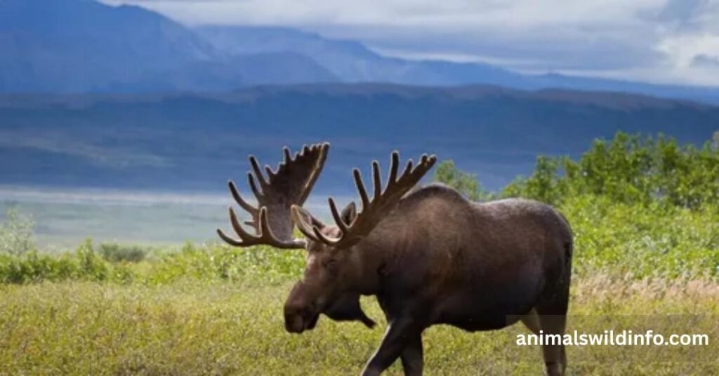 Alaskan Moose