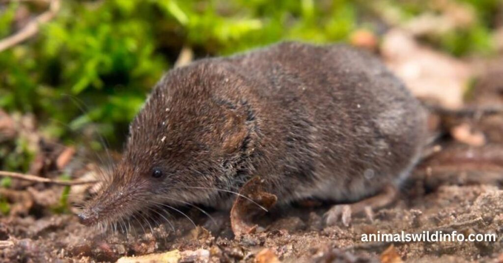 American Pygmy Shrew