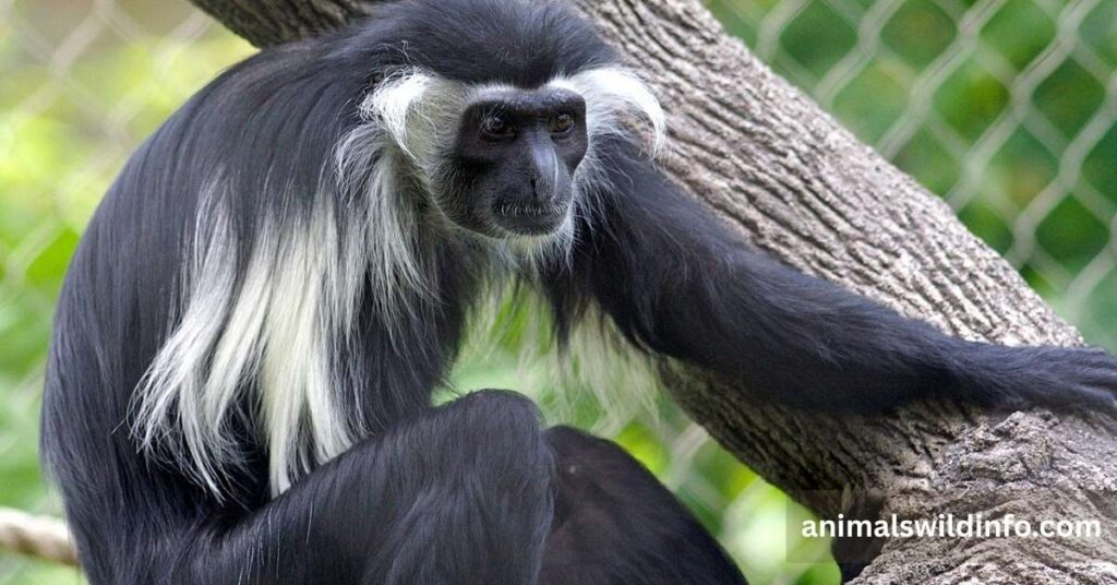 Angola Colobus