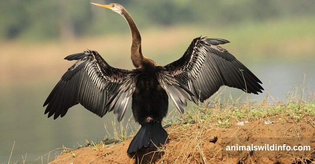 Anhinga