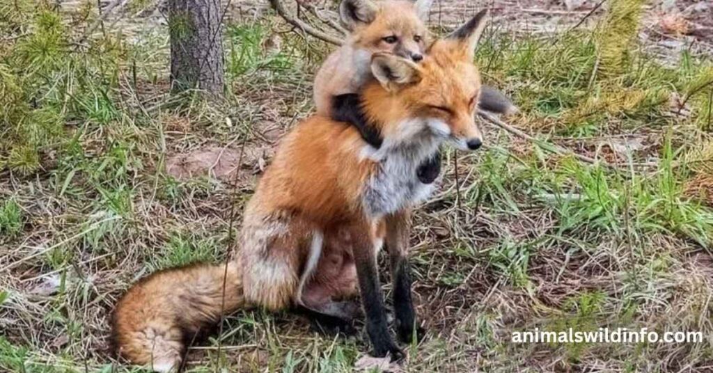 Animals Like Foxes