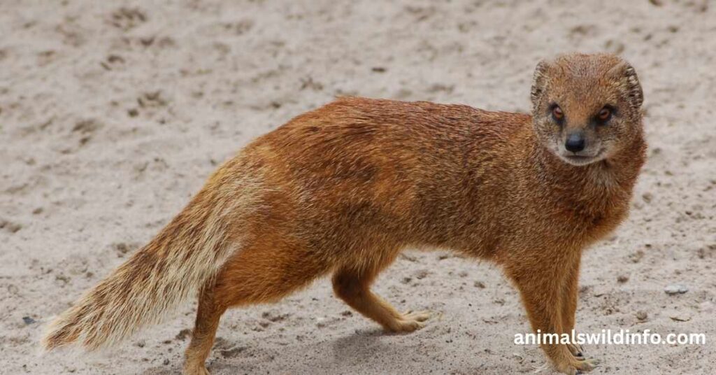 Animals Like Mongoose