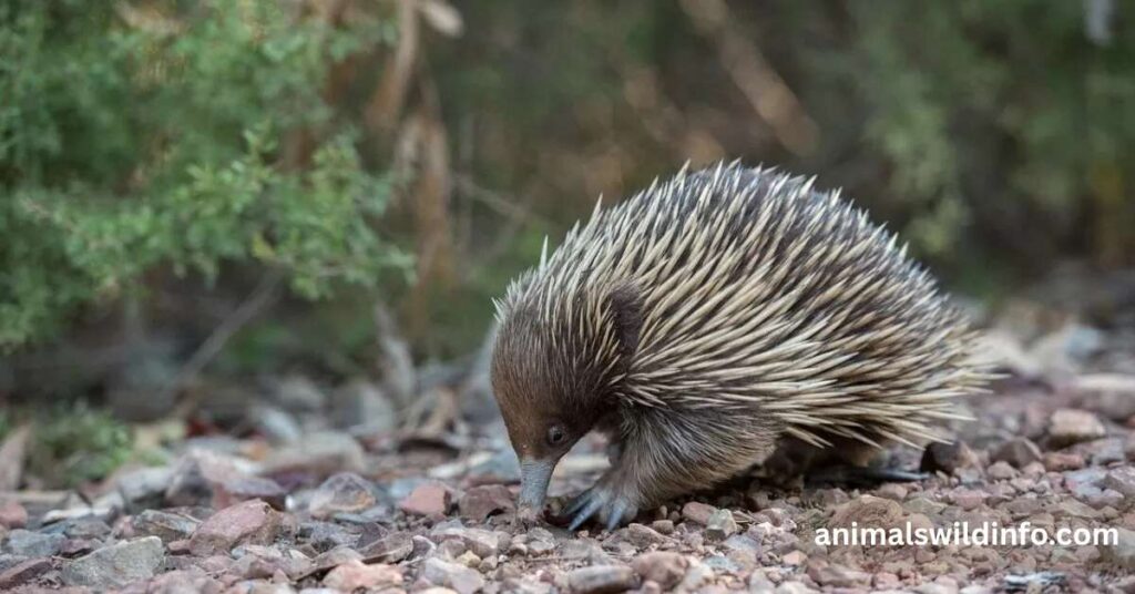 Animals Like Porcupines