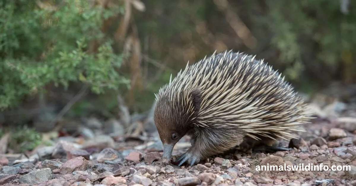 Animals Like Porcupines