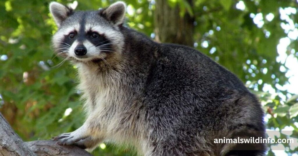 Animals That Are Like Raccoons