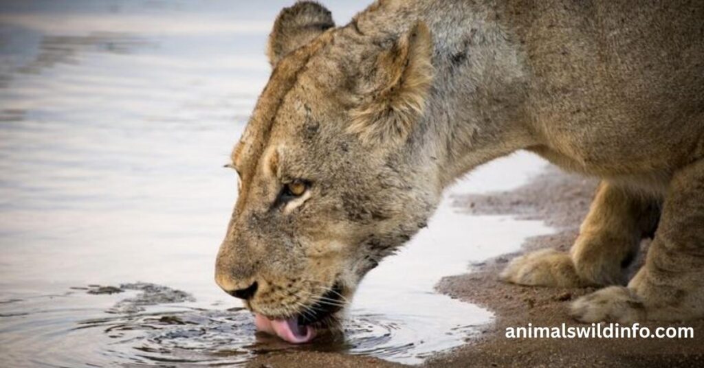 Animals That Drink a Lot of Water
