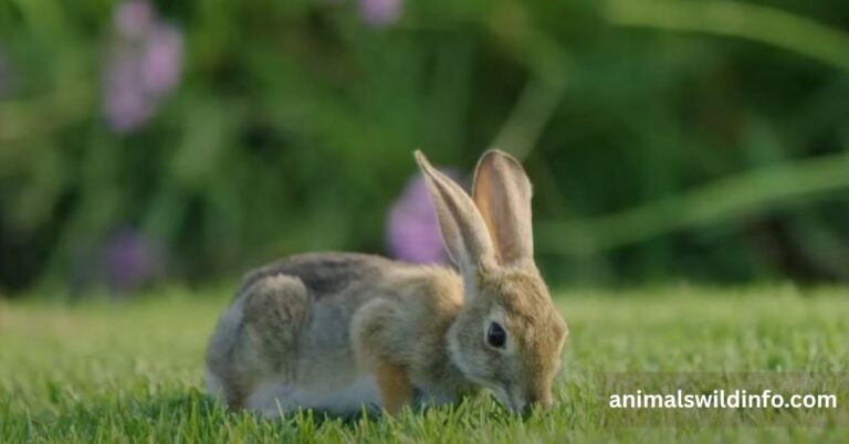 Animals That Eat Rabbits