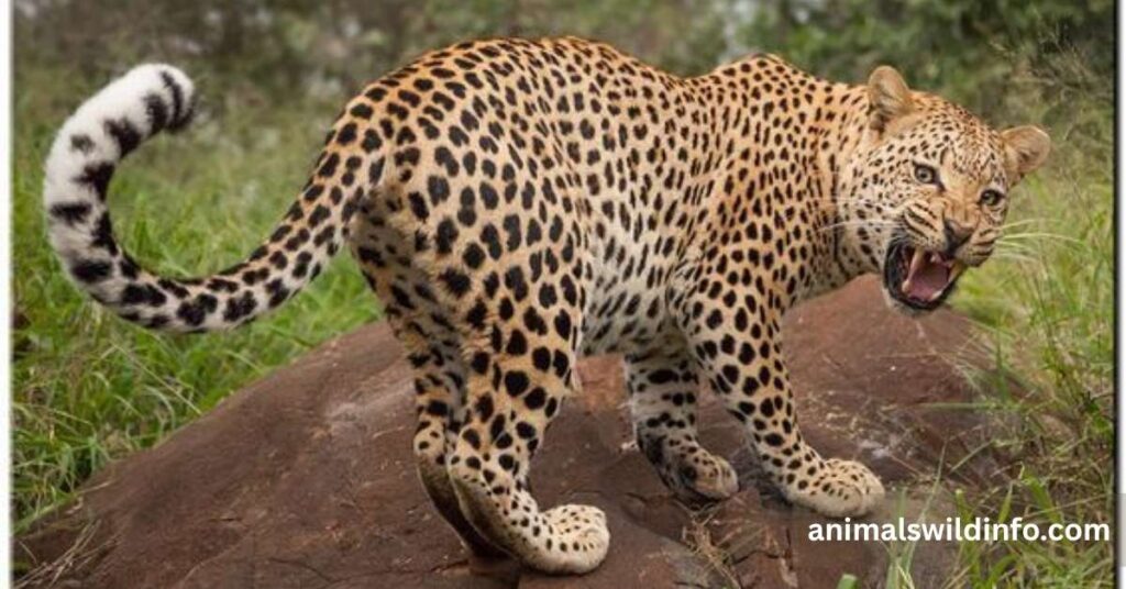 Animals That Growl