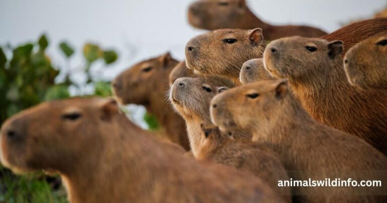 Animals That Look Like Capybaras