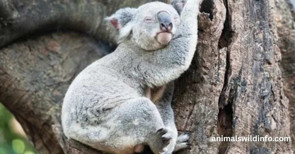 Animals That Sleep a Lot
