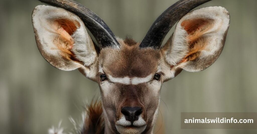 Animals With Big Ears