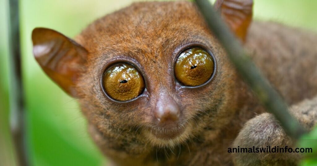 Animals with Big Eyes