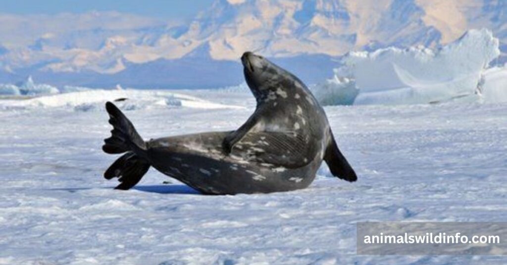 Animals With Flippers