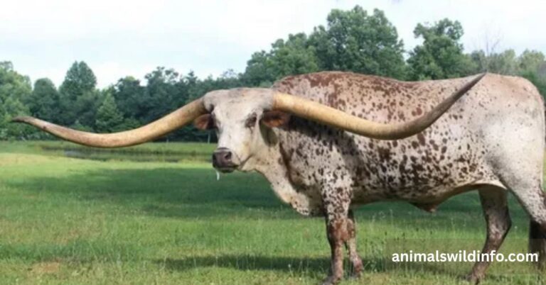 Animals With Long Horns