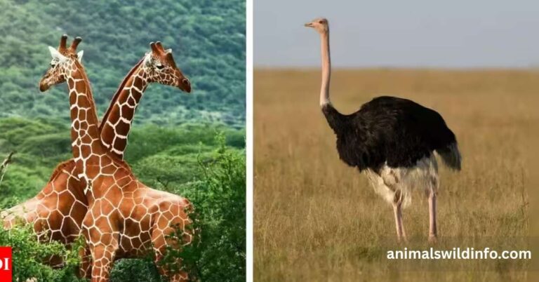 Animals With Long Legs