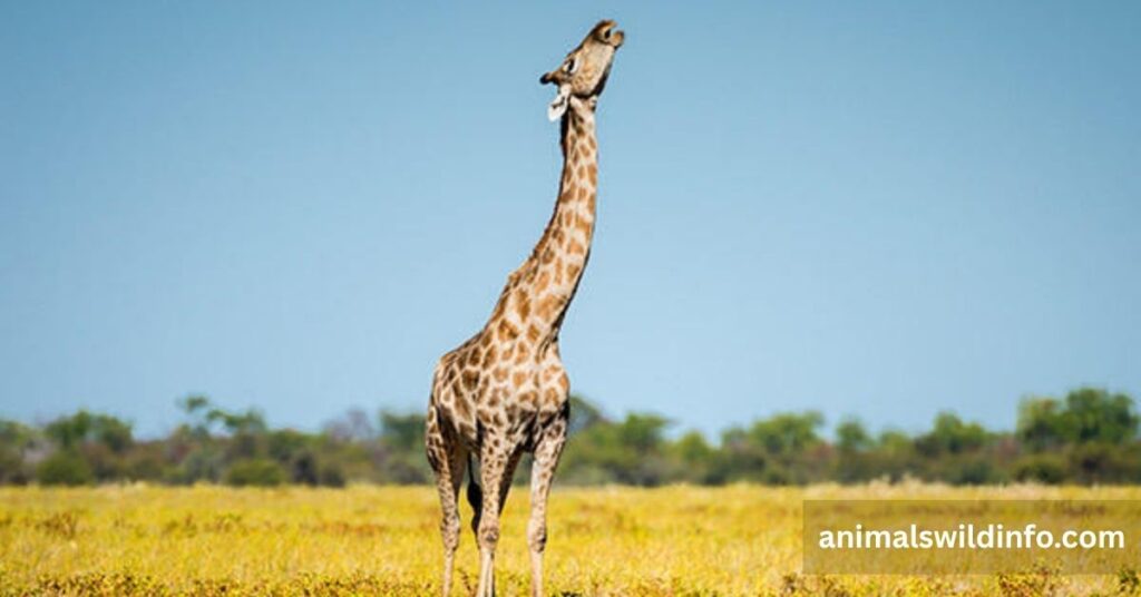 Animals With Long Necks