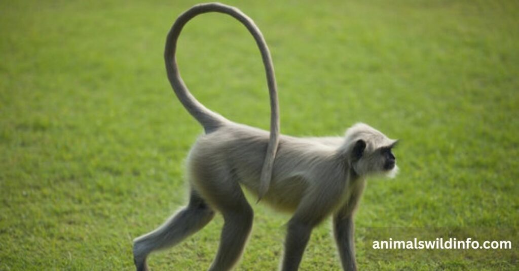 Animals With Long Tails