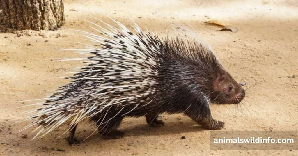 Animals With Quills