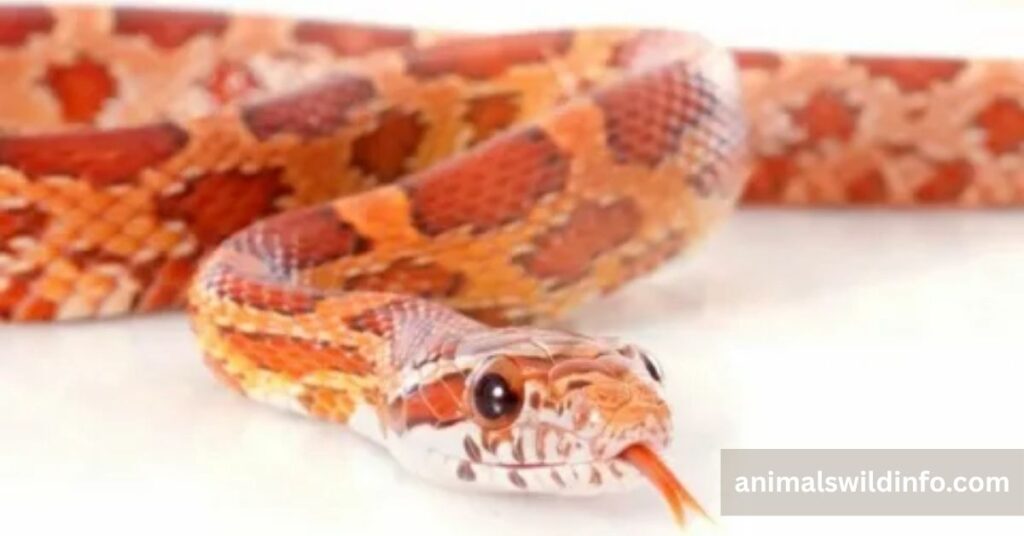 Animals With Scales