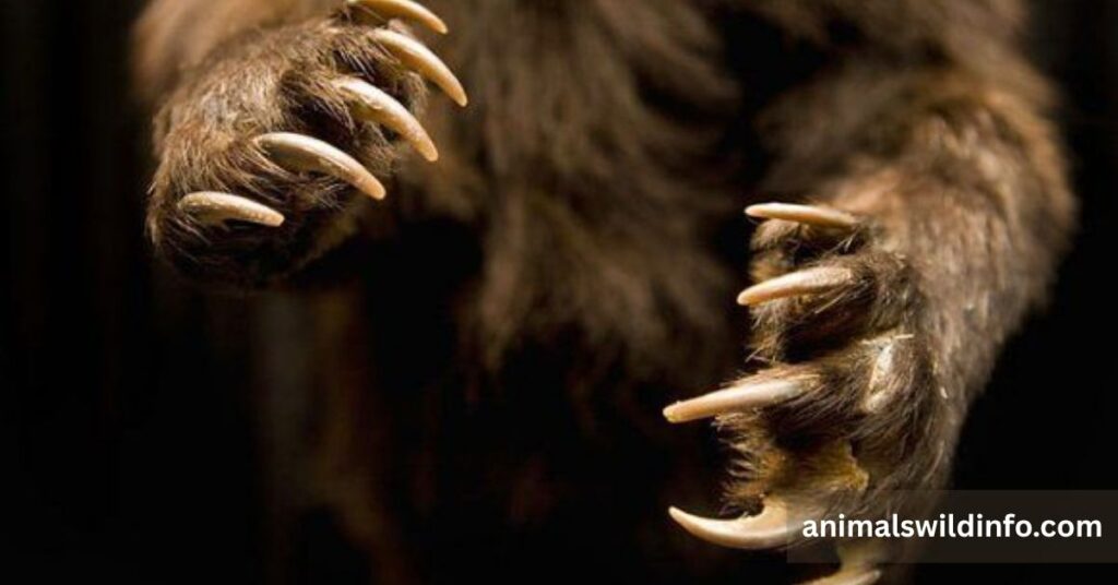 Animals With Sharp Claws