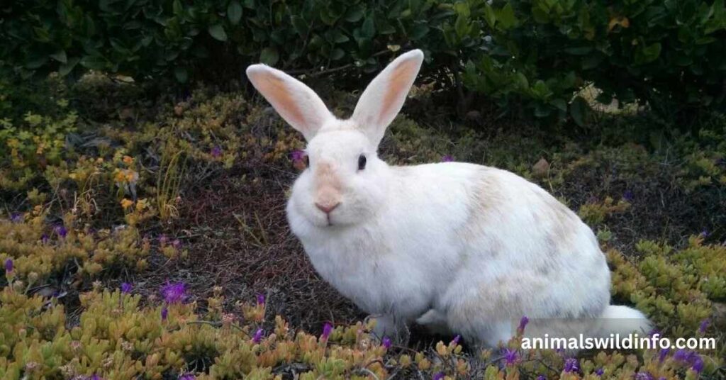 Animals With Thick Fur