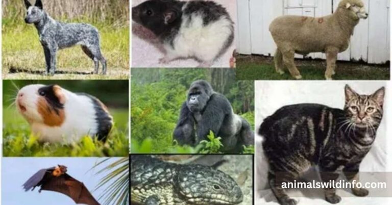 Animals Without Tails
