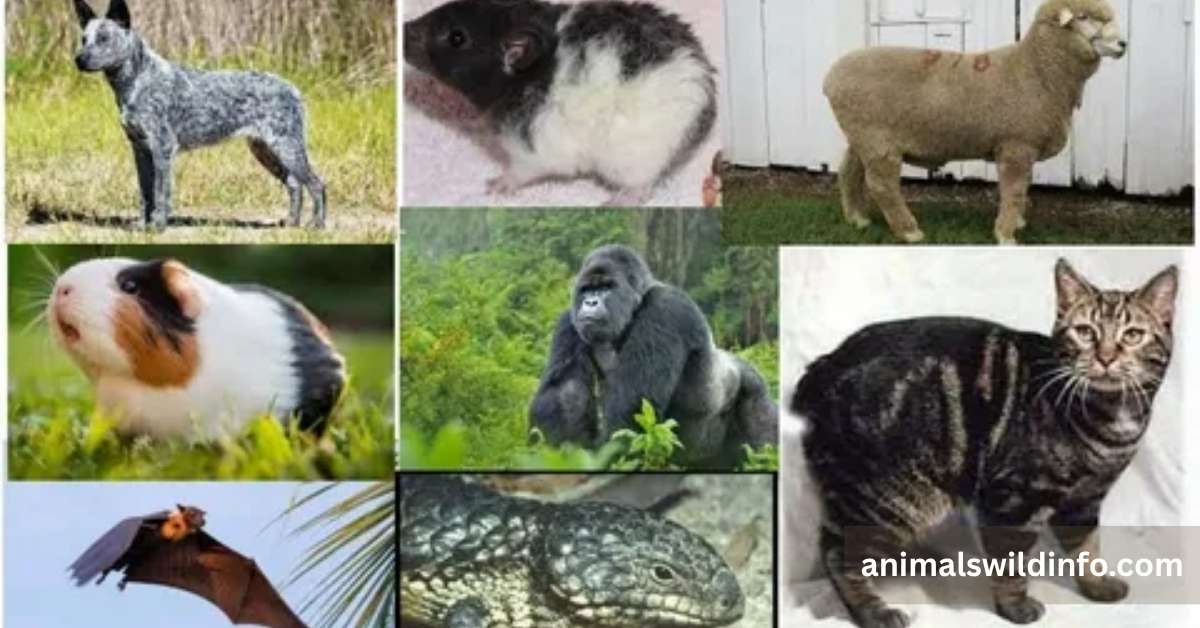Animals Without Tails