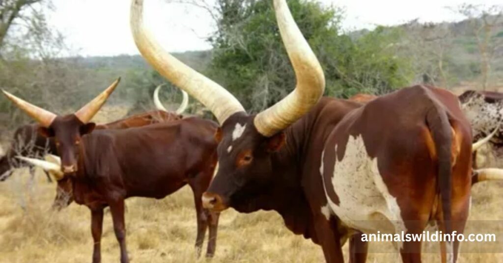 Ankole-Watusi
