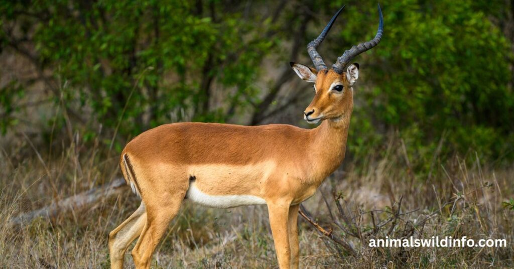 Antelope