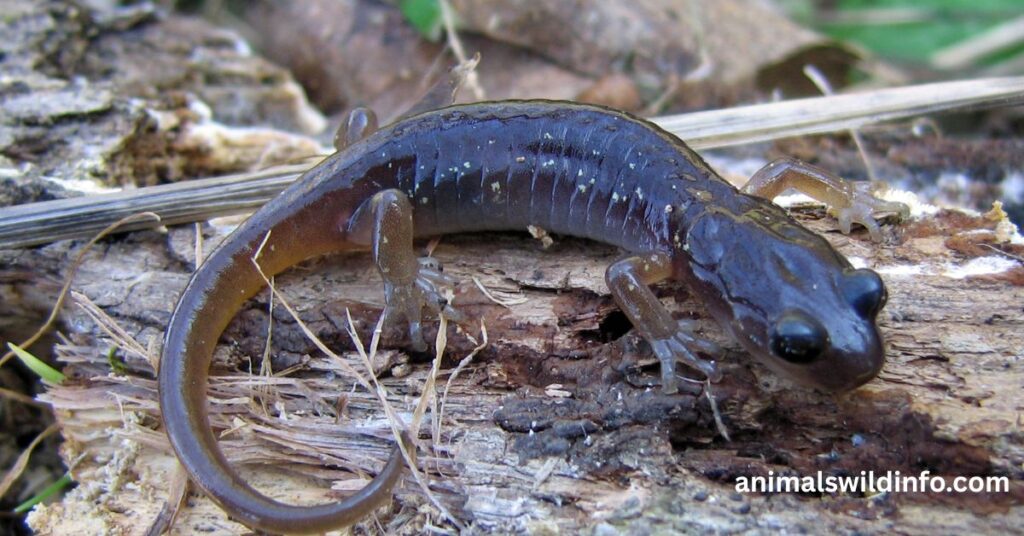 Arboreal Minute Salamander