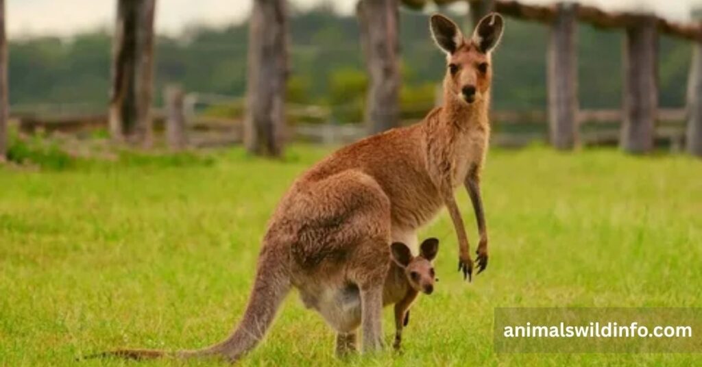 Are Kangaroos Stronger Than Humans?