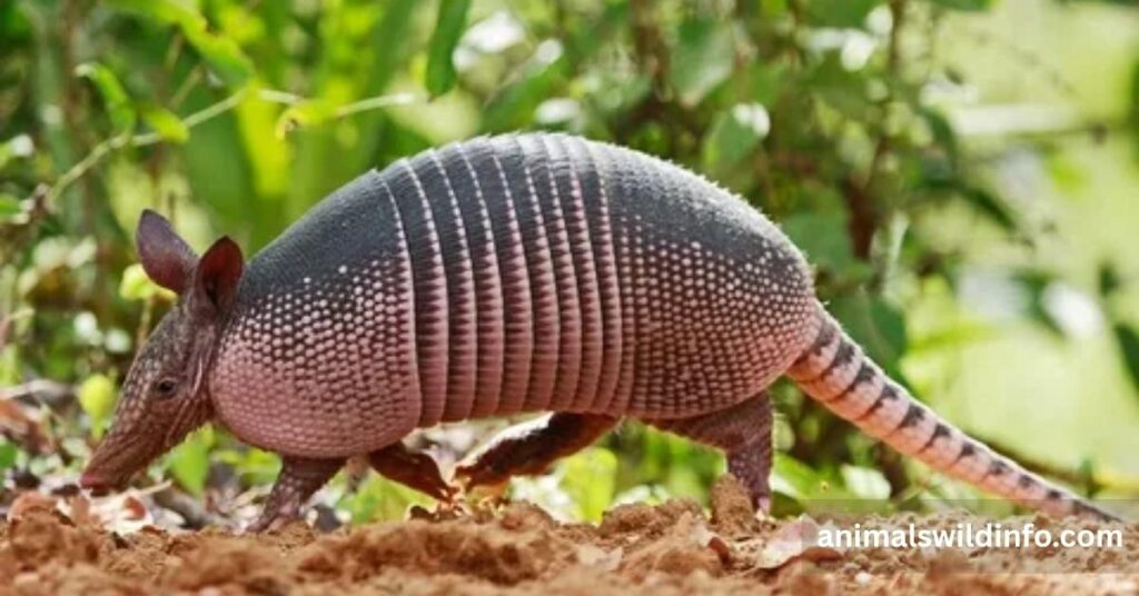 Armadillo