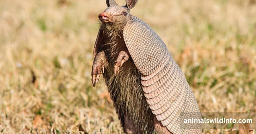 Armadillo