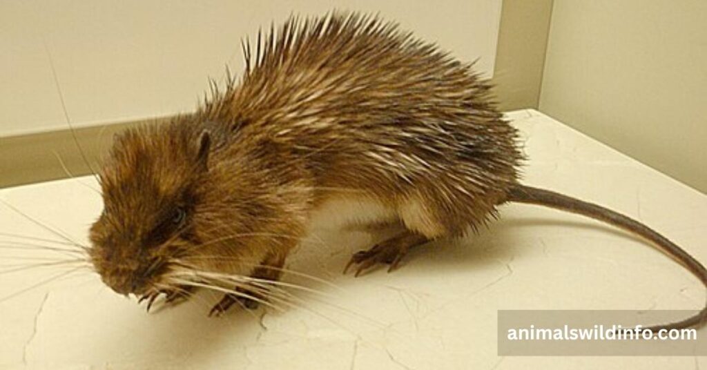 Armored Rat