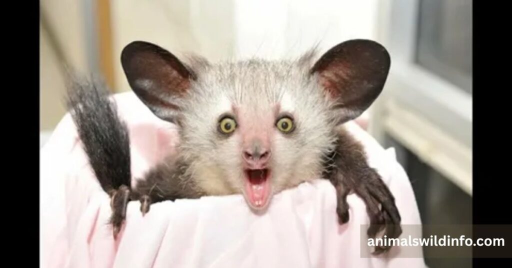 Aye-Aye