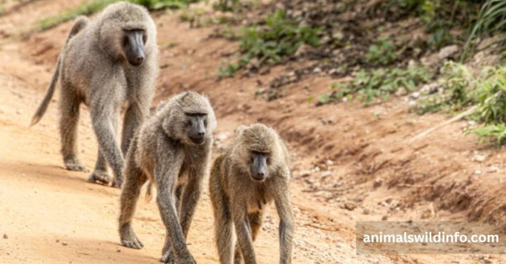 Baboon