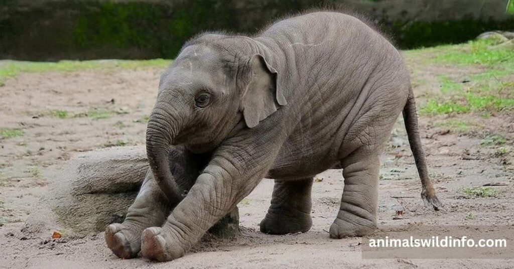 Baby Elephant