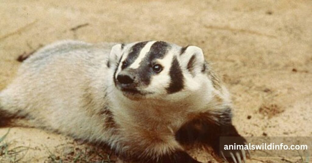 Badger