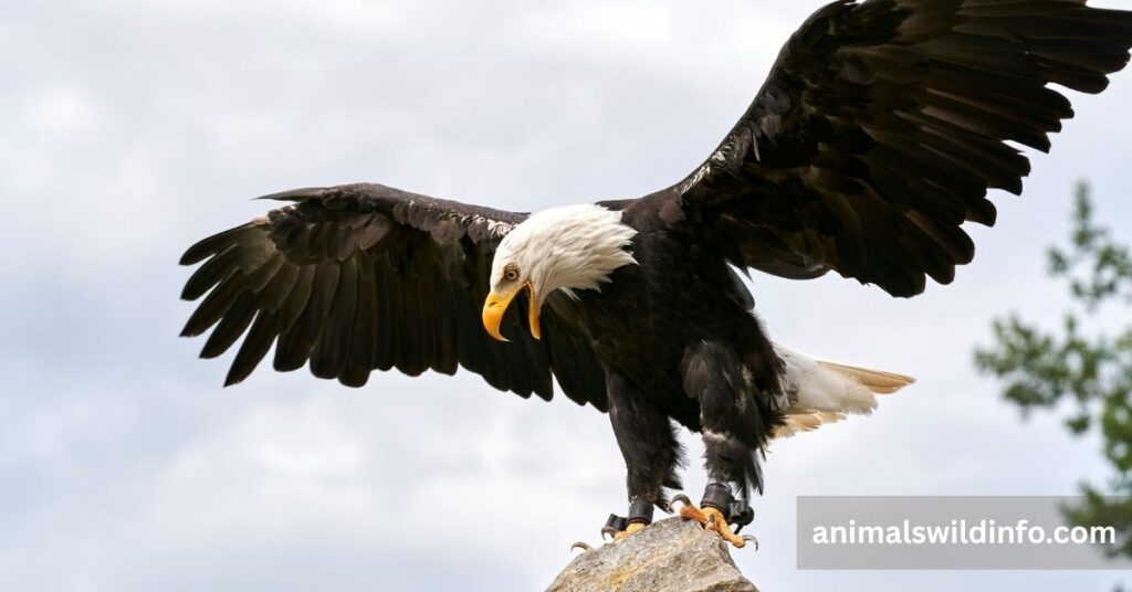 Bald Eagle