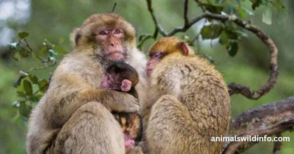 Barbary Macaque