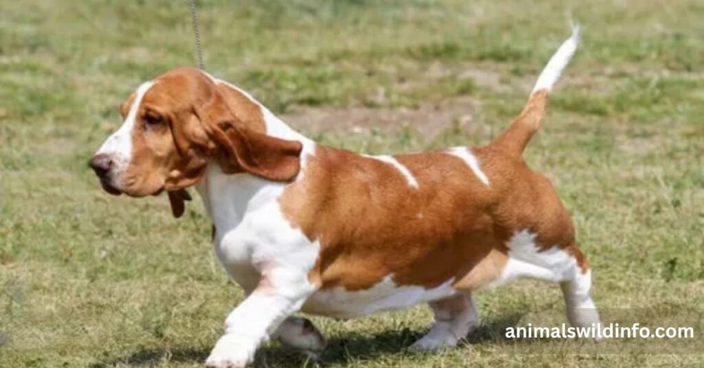 Basset Hound
