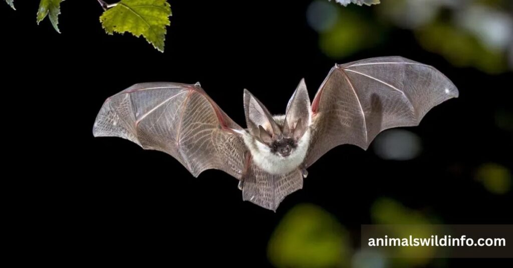 Bat