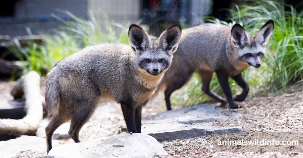 Bat-Eared Fox
