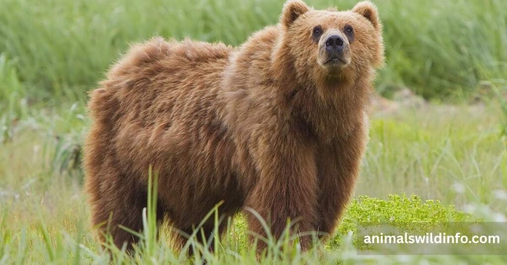 Bear