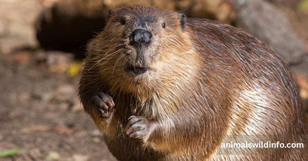 Beaver