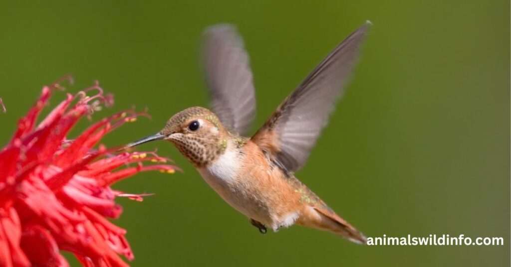 Bee Hummingbird