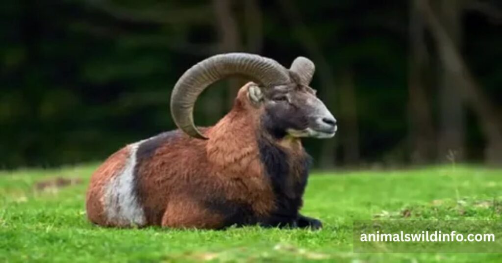 Bighorn Sheep